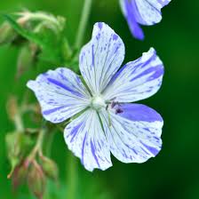 Image result for Geranium pratense