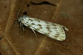 Attēlu rezultāti vaicājumam “Coscinia cribraria”