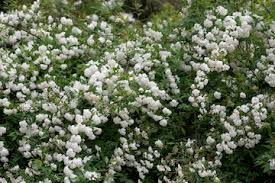 Attēlu rezultāti vaicājumam “Spiraea chamaedryfolia flower”