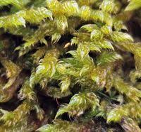 Attēlu rezultāti vaicājumam “Hypnum cupressiforme var. lacunosum sporophyte”