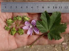 Image result for Malva sylvestris
