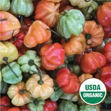 Afbeeldingsresultaat voor aji dulce sweet pepper