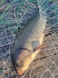 Image result for Ictiobus bubalus