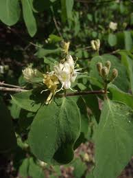 Attēlu rezultāti vaicājumam “Lonicera xylosteum bud”