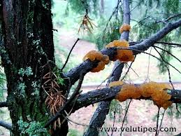 Attēlu rezultāti vaicājumam “Gymnosporangium cornutum”