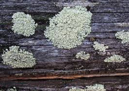 Attēlu rezultāti vaicājumam “Parmeliopsis ambigua”