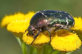 Attēlu rezultāti vaicājumam “Cetonia aurata imago”