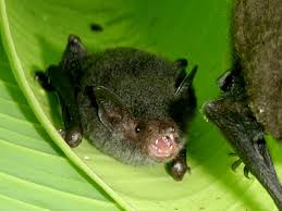 Attēlu rezultāti vaicājumam “Myotis sp.”