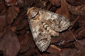 Attēlu rezultāti vaicājumam “Cossus cossus”