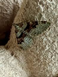 Attēlu rezultāti vaicājumam “Xanthorhoe designata”