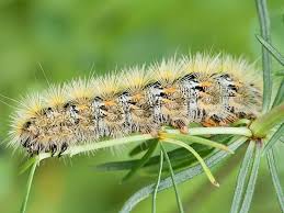 Attēlu rezultāti vaicājumam “Rhyparia purpurata”