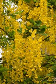Attēlu rezultāti vaicājumam “Laburnum”