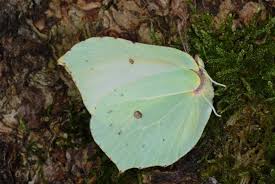 Attēlu rezultāti vaicājumam “Gonepteryx rhamni female”