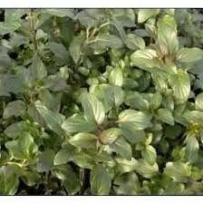 Attēlu rezultāti vaicājumam “Mentha aquatica leaf”