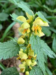 Attēlu rezultāti vaicājumam “Lamiastrum galeobdolon flower”
