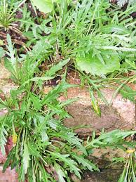 Attēlu rezultāti vaicājumam “Diplotaxis tenuifolia fruit”