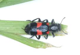 Attēlu rezultāti vaicājumam “Cleridae”