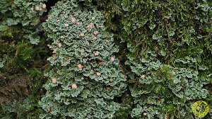 Attēlu rezultāti vaicājumam “Cladonia caespiticia”