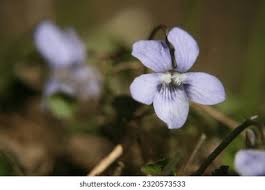 Attēlu rezultāti vaicājumam “Viola palustris flower”