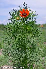 Image result for Adonis aestivalis