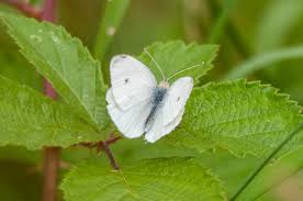 Attēlu rezultāti vaicājumam “Pieris rapae male”