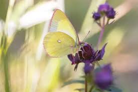 Attēlu rezultāti vaicājumam “Colias palaeno”