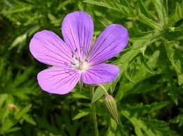 Attēlu rezultāti vaicājumam “Geranium sanguineum”