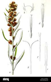 Attēlu rezultāti vaicājumam “Gnaphalium sylvaticum bud”