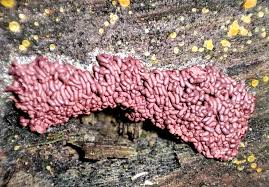 Attēlu rezultāti vaicājumam “Arcyria stipata young”