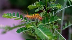 Attēlu rezultāti vaicājumam “Acronicta leporina larva”