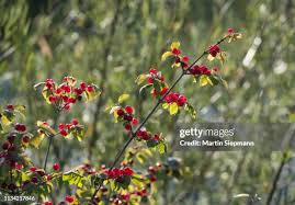 Attēlu rezultāti vaicājumam “Lonicera xylosteum fruit”