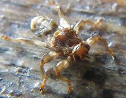 Attēlu rezultāti vaicājumam “Lipoptena cervi”