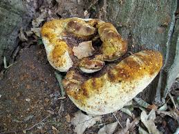 Attēlu rezultāti vaicājumam “Buglossoporus quercinus”