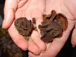 Attēlu rezultāti vaicājumam “Peziza varia”