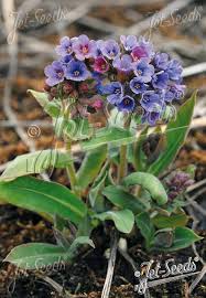 Image result for Pulmonaria officinalis