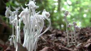 Attēlu rezultāti vaicājumam “Mucronella bresadolae”