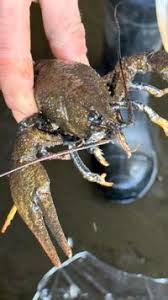 Attēlu rezultāti vaicājumam “Astacus astacus”