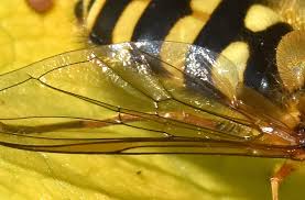 Attēlu rezultāti vaicājumam “Syrphus sp. imago”