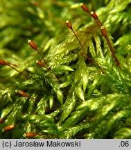 Attēlu rezultāti vaicājumam “Isothecium alopecuroides”