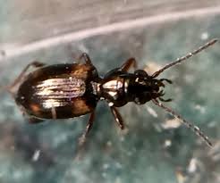 Attēlu rezultāti vaicājumam “Bembidion quadrimaculatum”