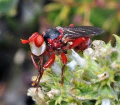 Attēlu rezultāti vaicājumam “Conopidae”