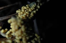 Attēlu rezultāti vaicājumam “Leocarpus fragilis young”