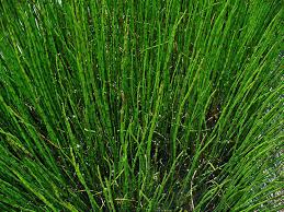 Attēlu rezultāti vaicājumam “Equisetum fluviatile”