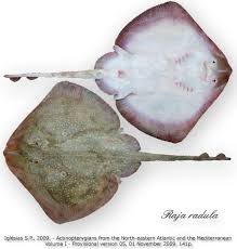 Image result for Raja radula