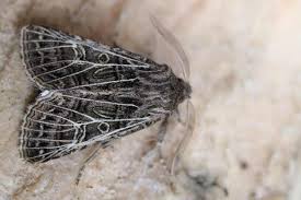 Attēlu rezultāti vaicājumam “Tholera decimalis”