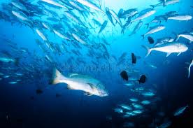 Image result for Lutjanus novemfasciatus