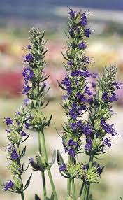 Image result for Hyssopus officinalis
