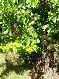 Attēlu rezultāti vaicājumam “Prunus armeniaca leaf”