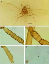 Attēlu rezultāti vaicājumam “Pemphigus borealis”