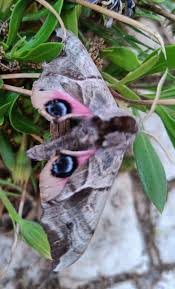 Attēlu rezultāti vaicājumam “Smerinthus ocellata”